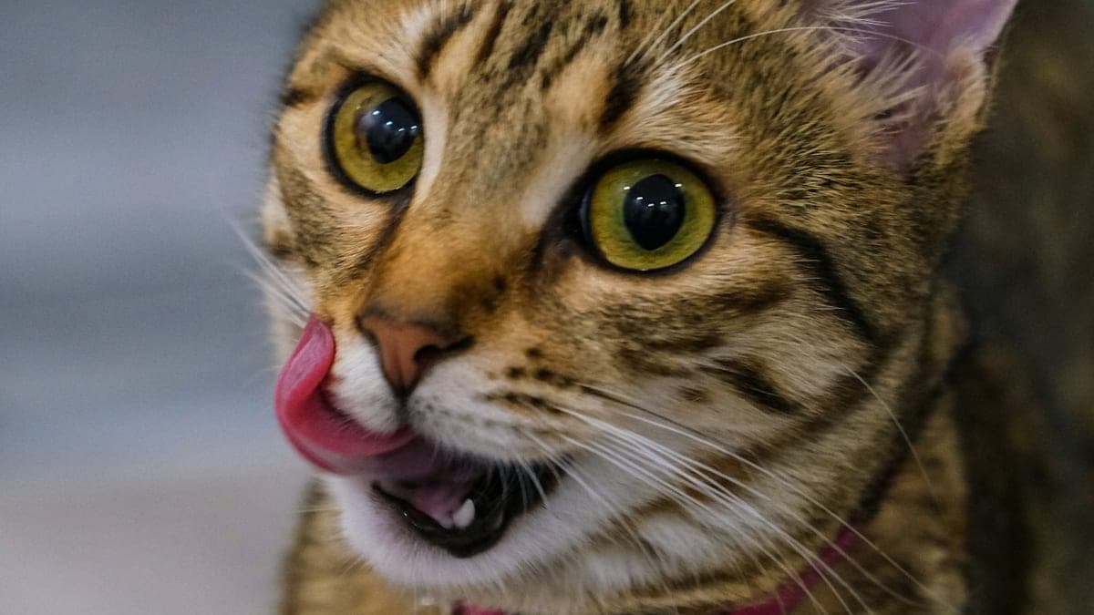 A tabby cat with its mouth open and tongue out