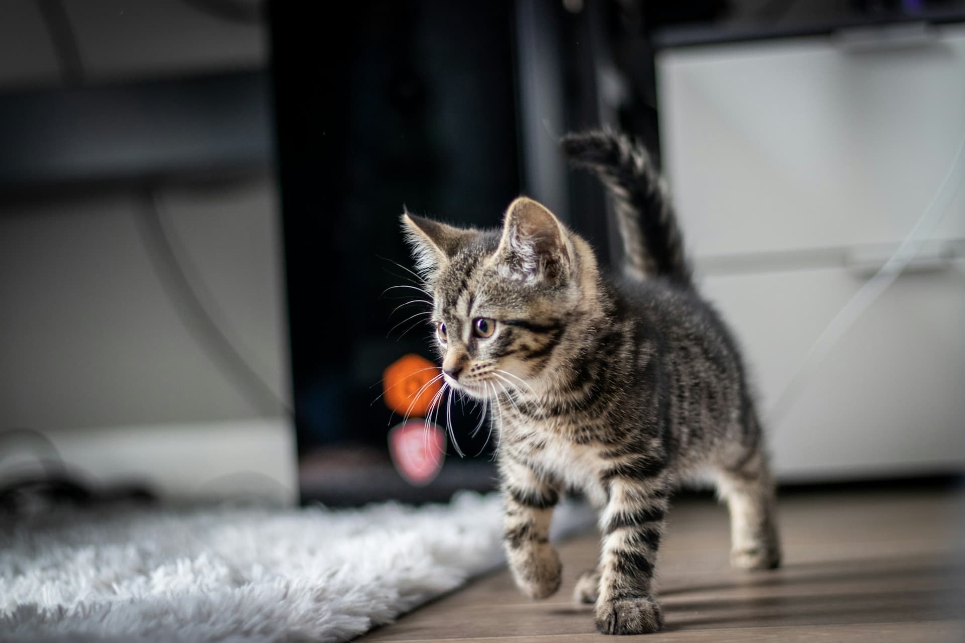 A tabby kitten walking across a room
