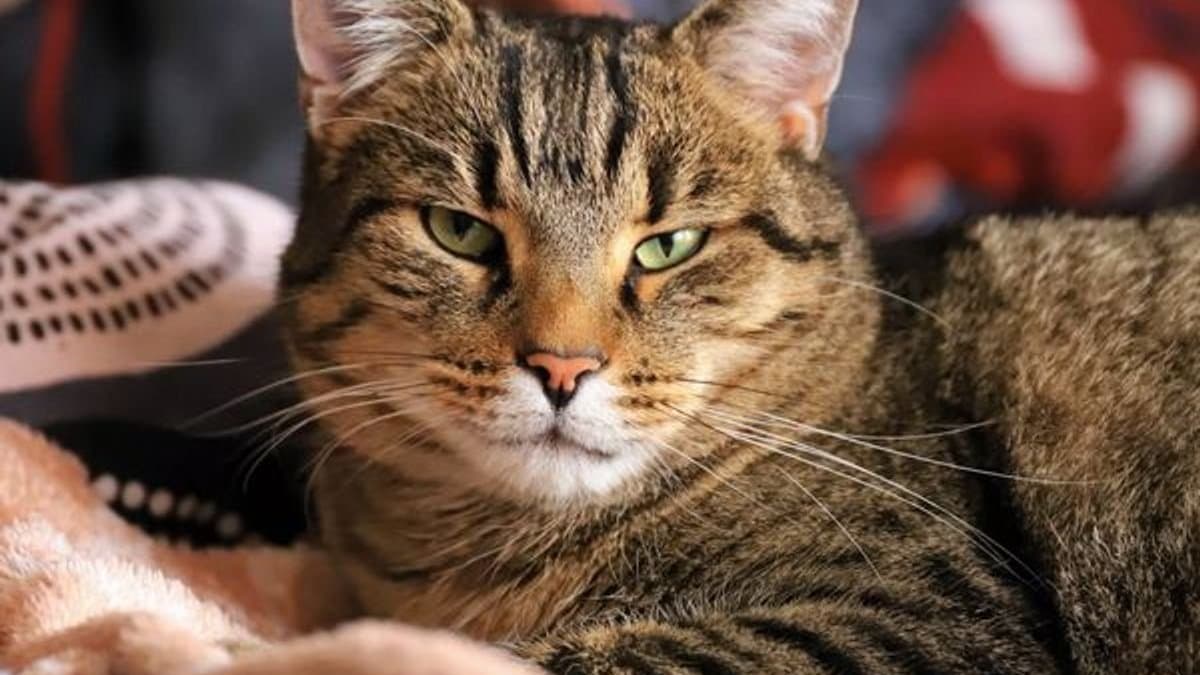 A cat resting on a soft blanket