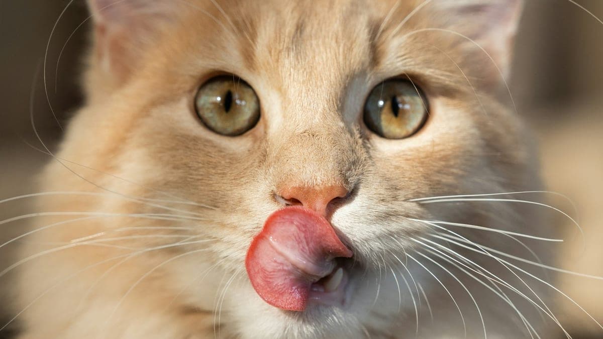 A cream and orange cat licking its nose with its tongue out