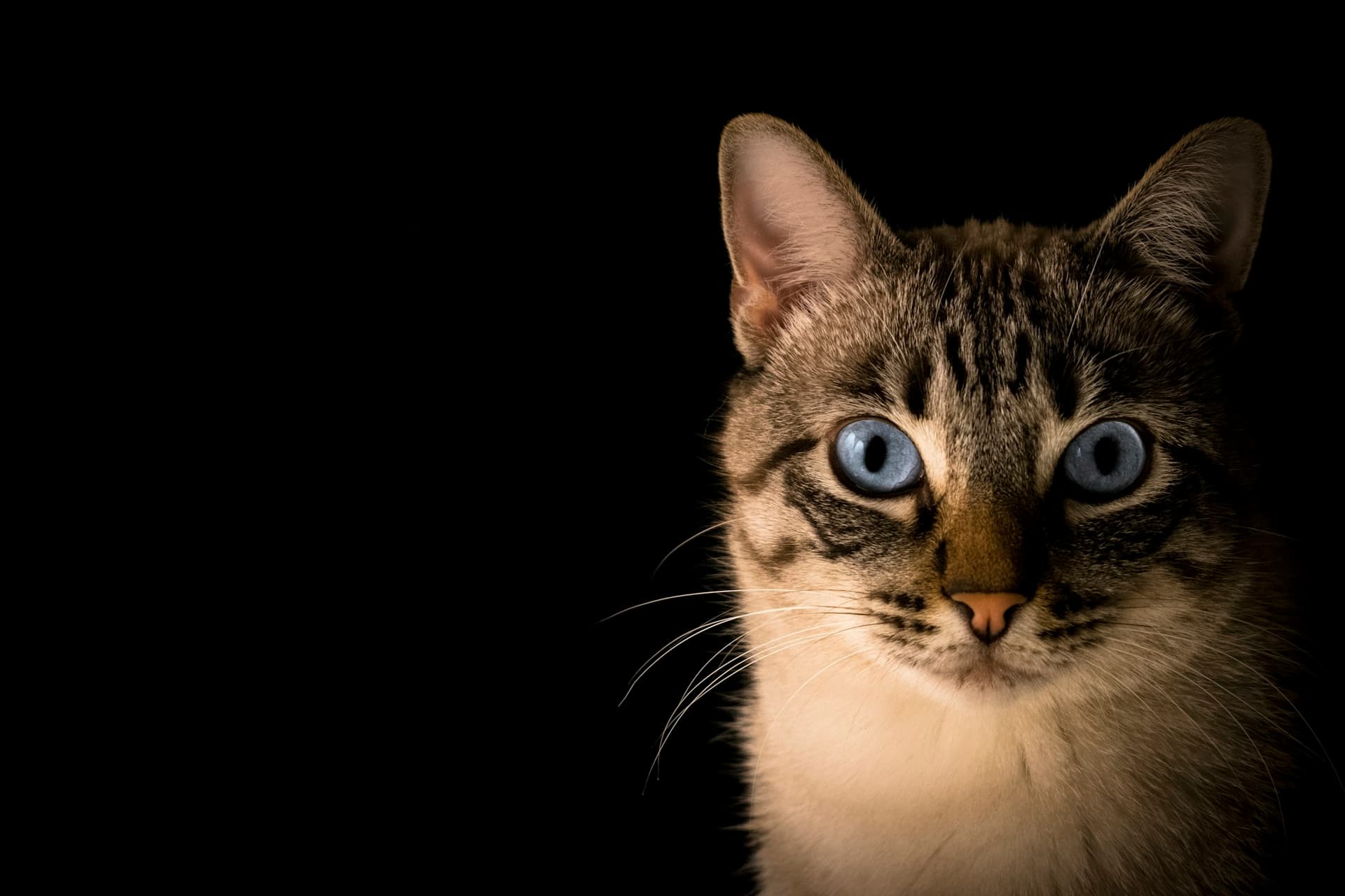 A close up of a tabby cat staring directly at the camera