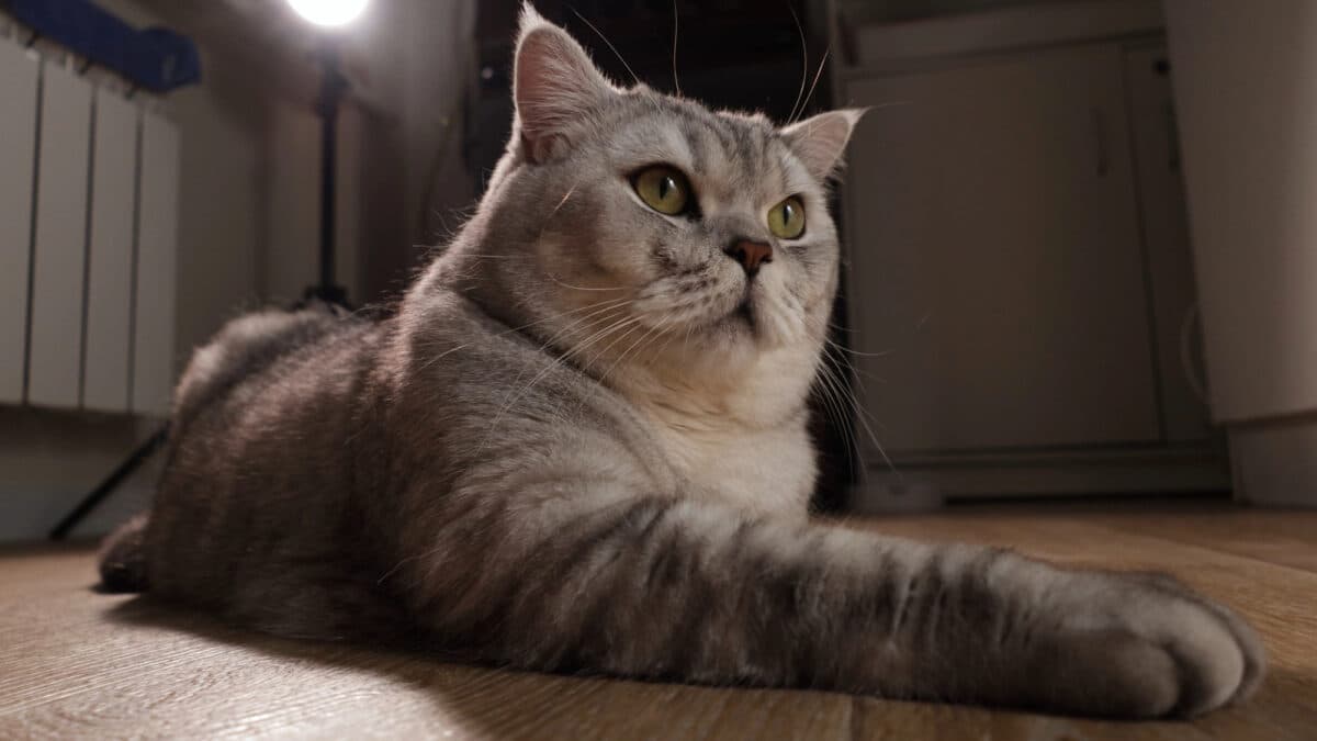 A cat grooming itself, the cause of hairballs