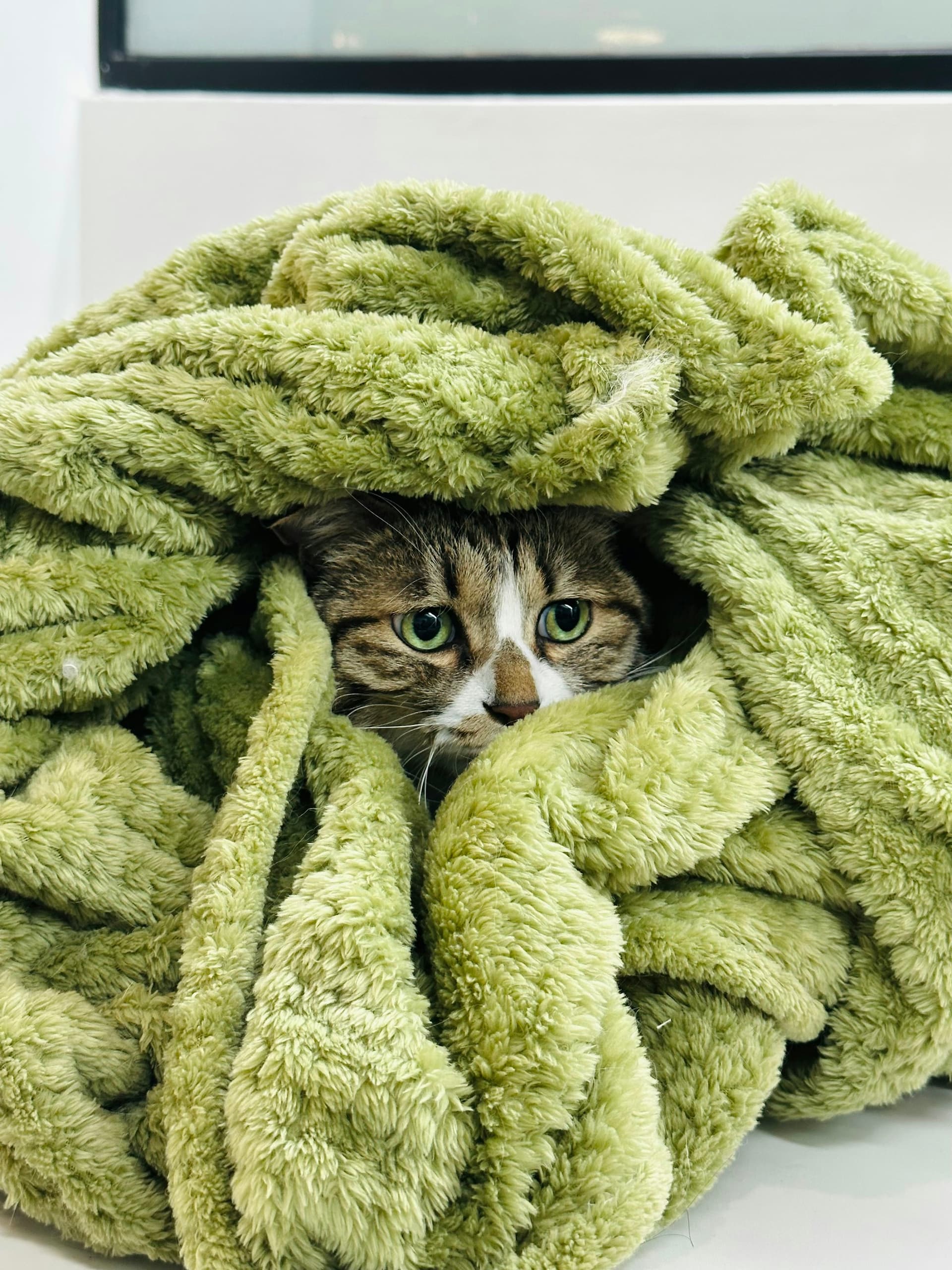 A cat nestled into a pile of soft blankets