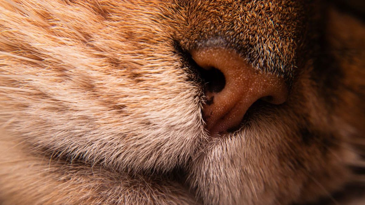 Close-up of the nose and whiskers of a ginger tabby cat