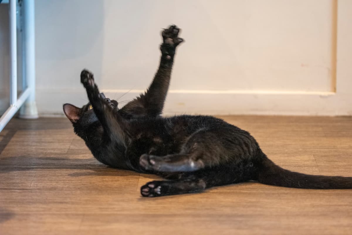 A playful black cat rolling on the floor