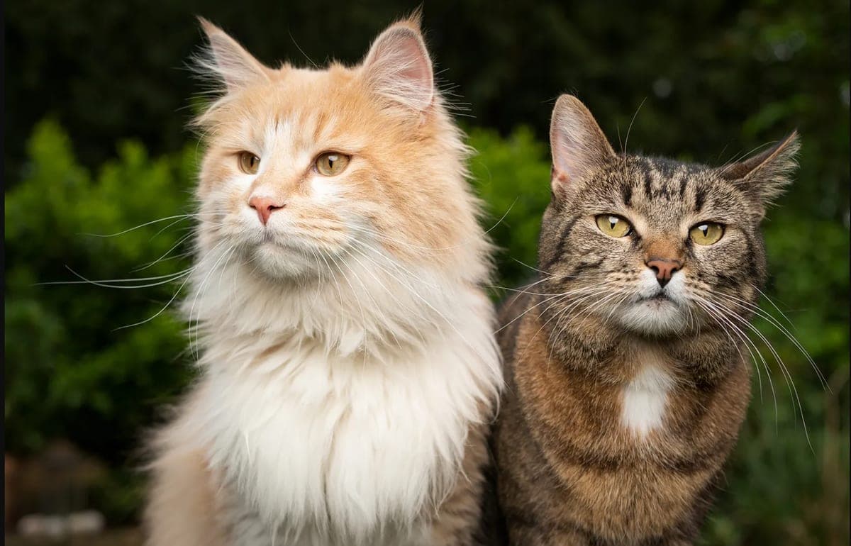 Two cats enjoying the outdoors