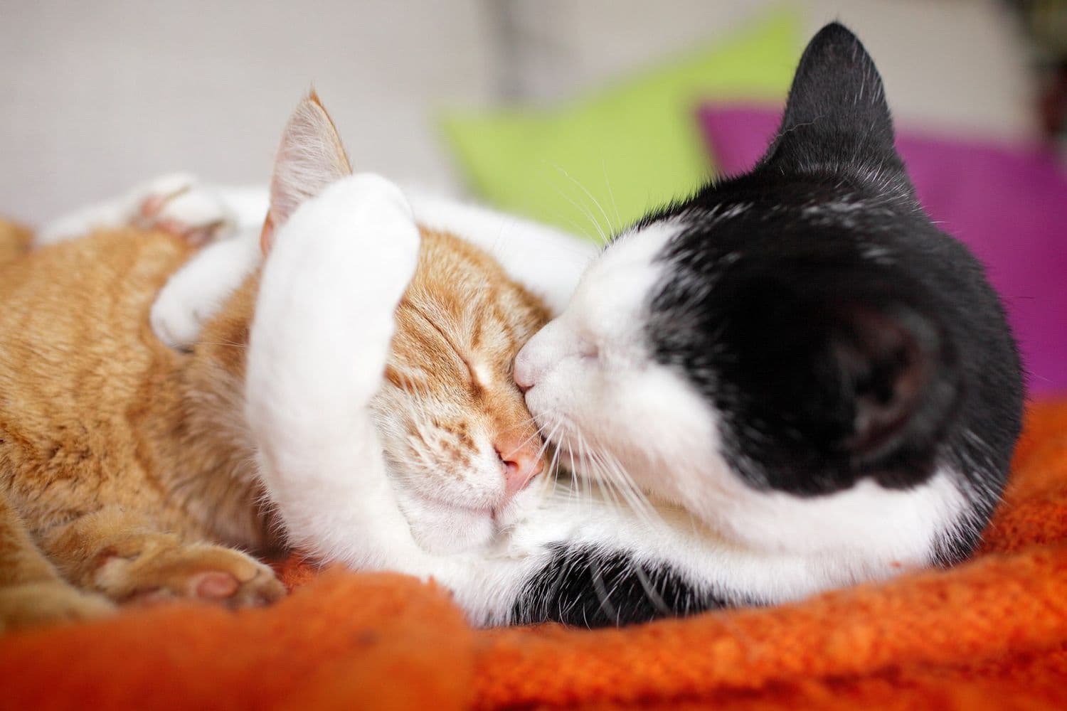 Two cats showing affection