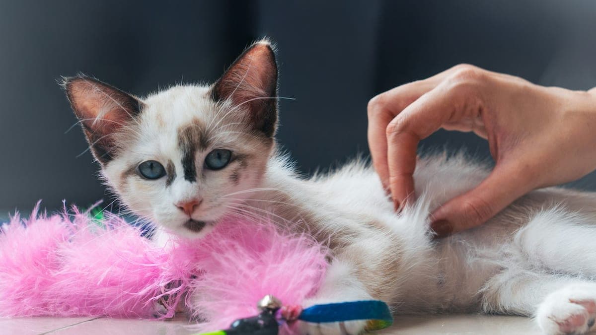 A young white and brown kitten lying beside a pink feather toy while a hand reaches toward it