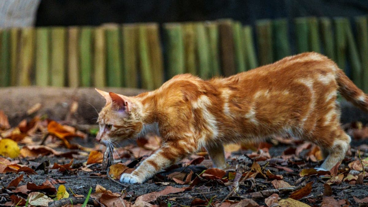 An orange and white tabby cat stalking across a patch of fallen leaves