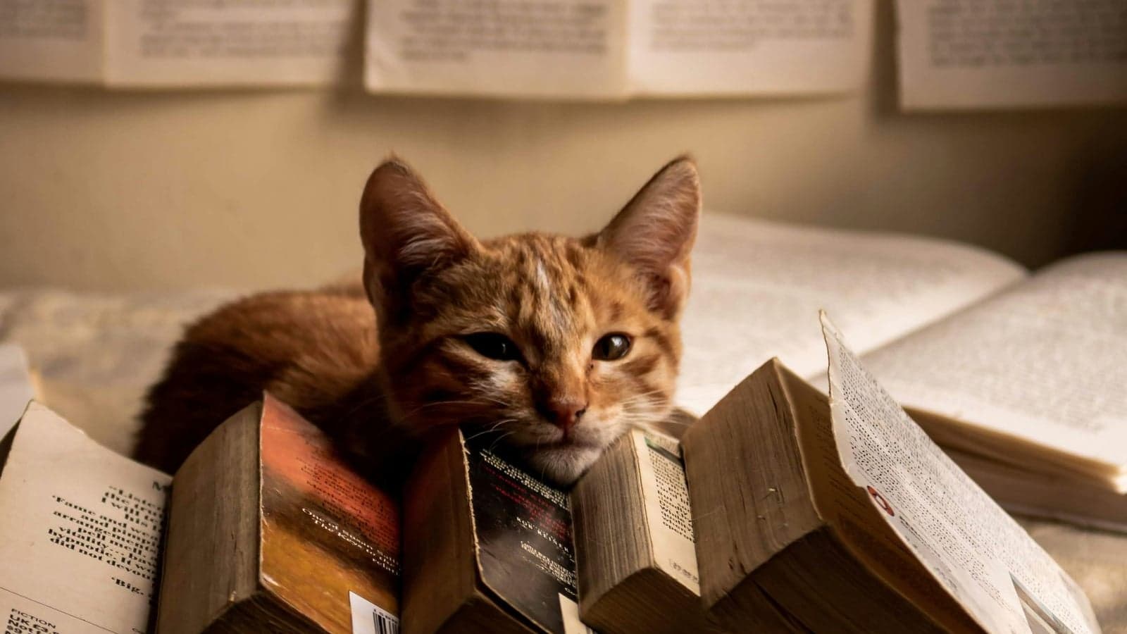 A cat sitting on top of a pile of books