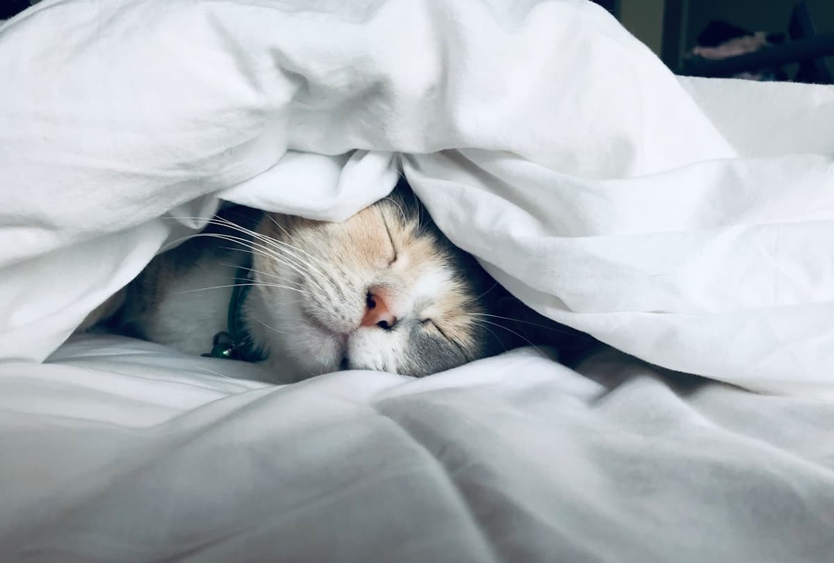 A white cat sleeping peacefully under a comforter
