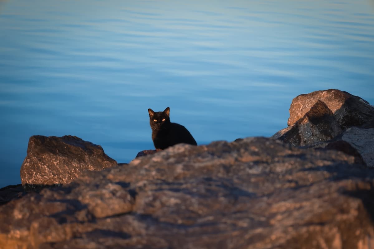 A black cat sitting on a rock near water