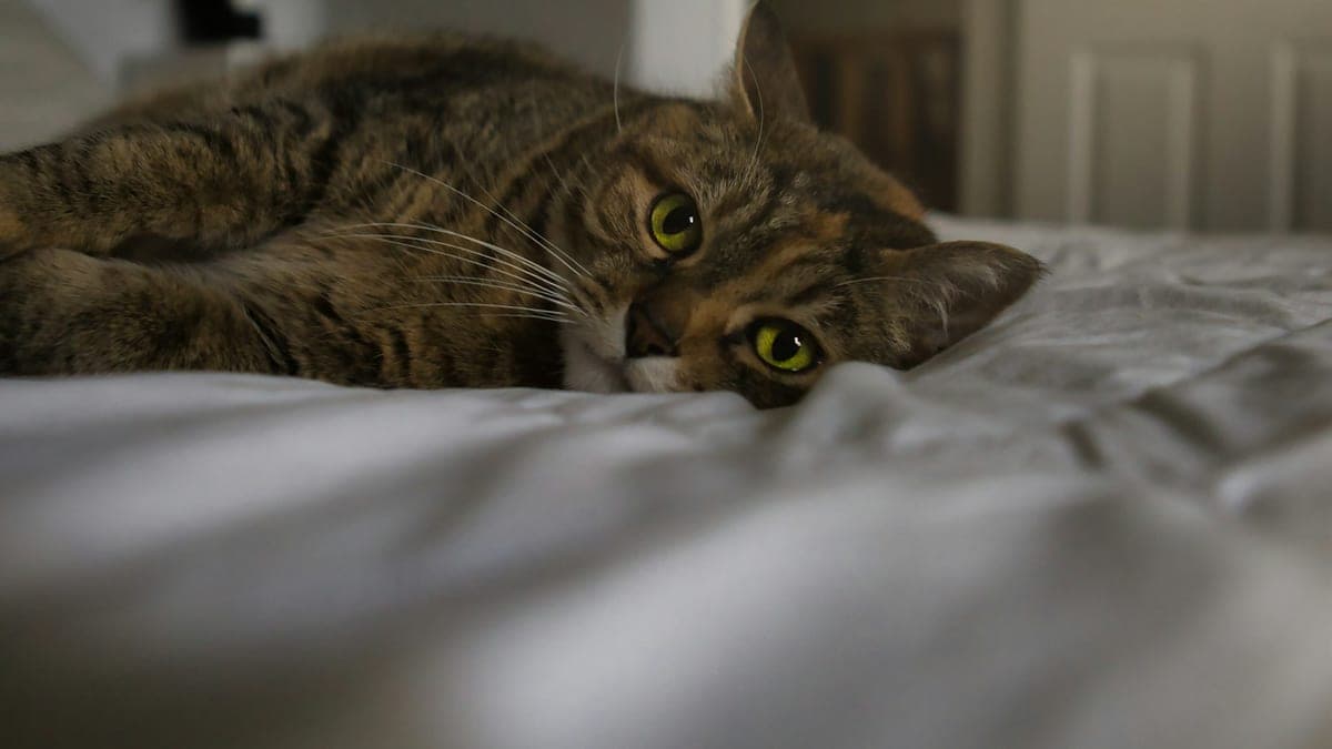 A brown tabby cat lying on a white bed and looking at the camera