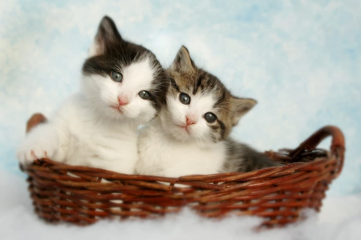Two kittens together