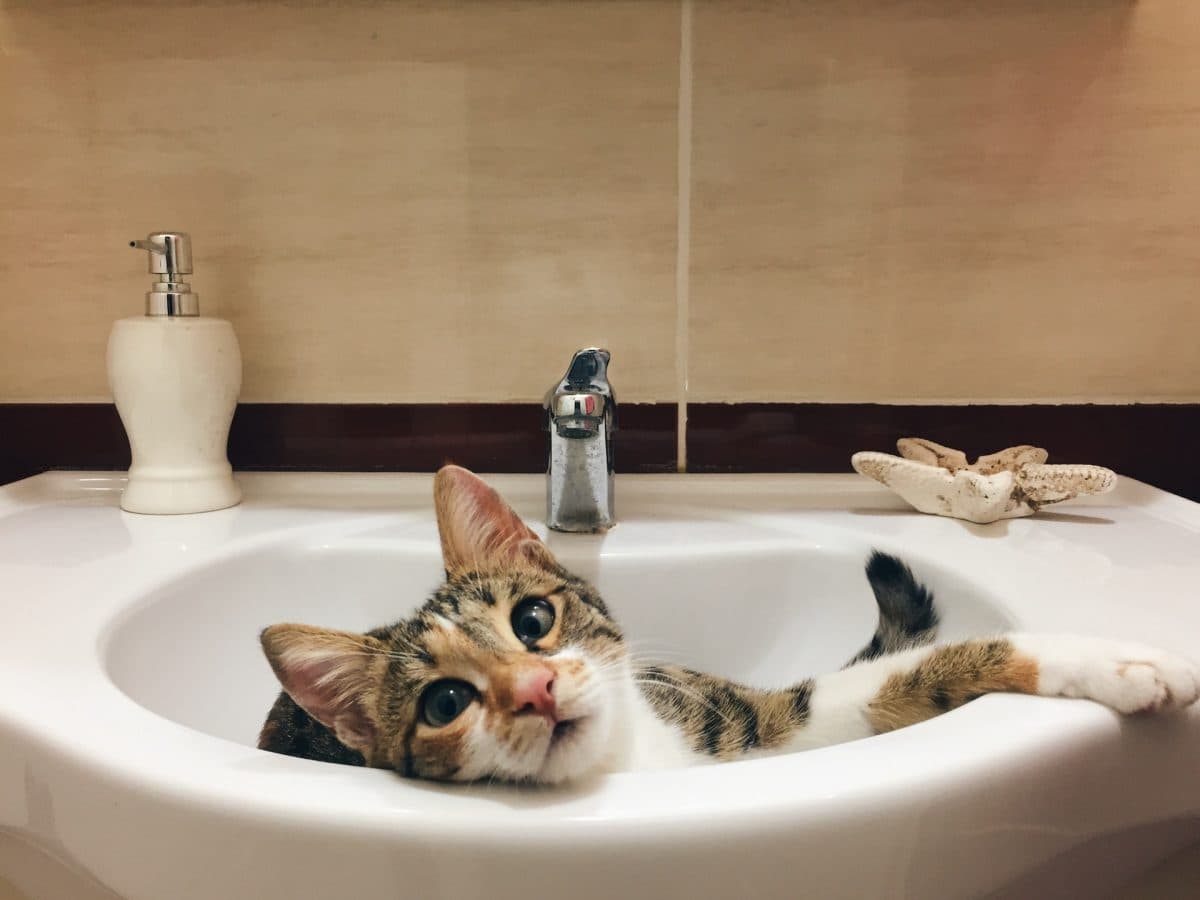 A cat sitting in a bathroom looking up at the camera