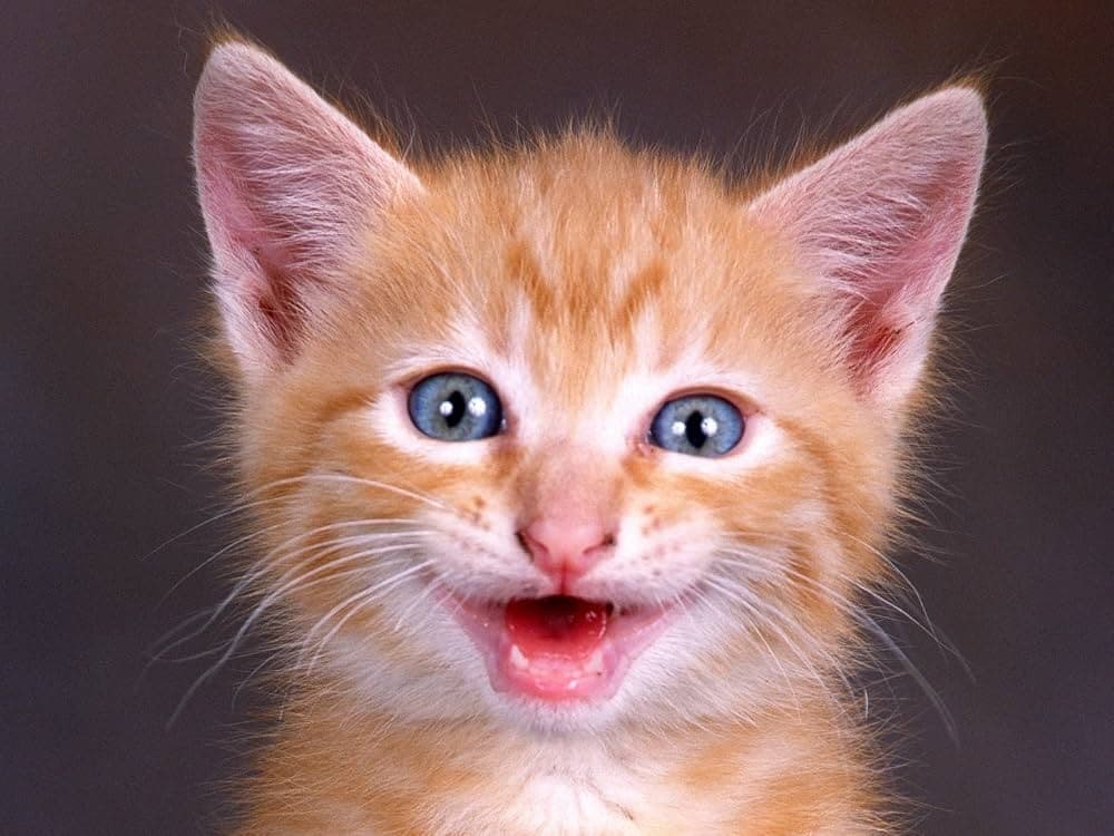 A happy cat with relaxed body language