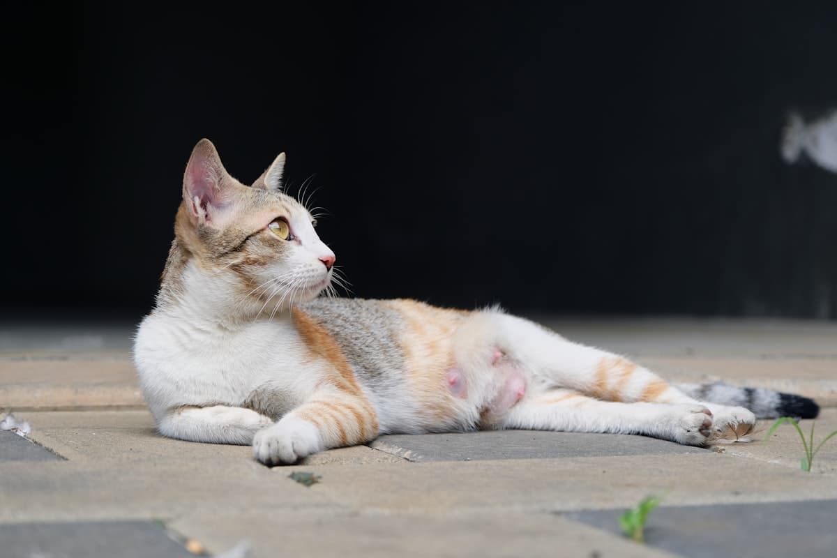 A cat lying on the floor resting