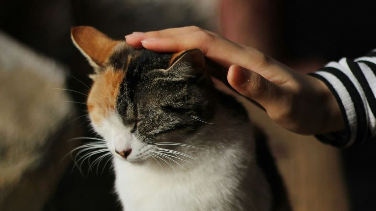 A person gently touching a cat's head